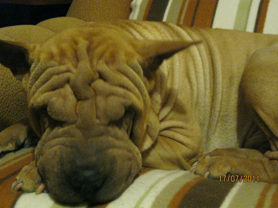 Ольга Капитанская | Санкт-Петербург