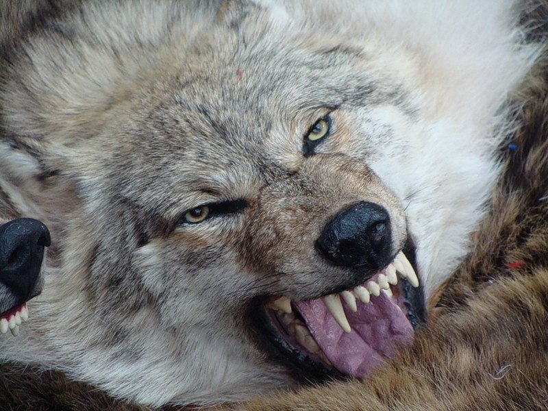 Женя Булат | Махачкала