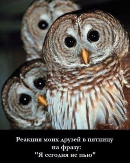 Андрій Дребот | Снячов