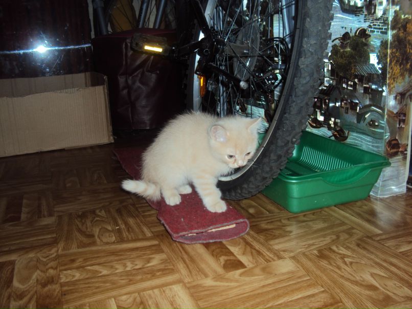 Ирина Тюменева | Новокузнецк