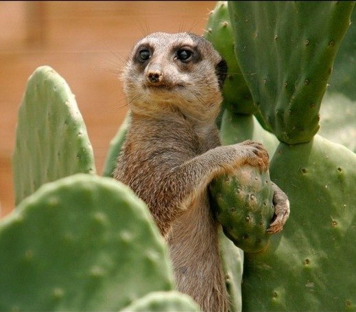 Надюшка Маслова | Кировск