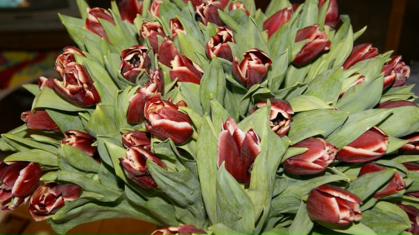 №37, Кристина Павлова, 6.7.1984, Москва №37, Кристина Павлова, 6.7.1984, Москва