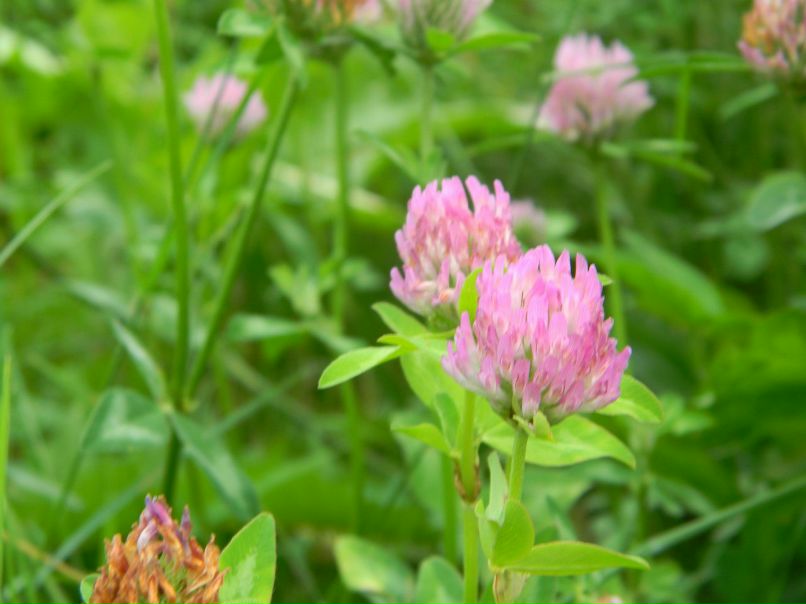 Ирина Малина | 