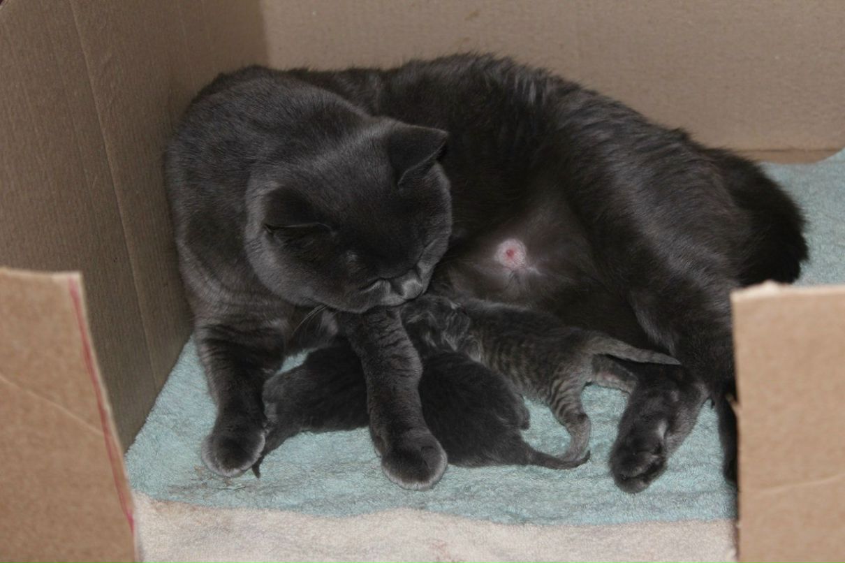 Александр Долин | Санкт-Петербург