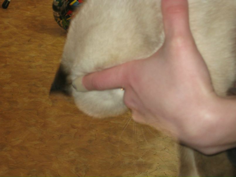 Марина Маркова | Санкт-Петербург