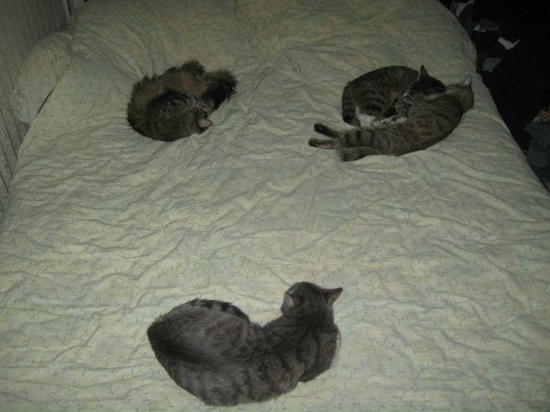 Софик Safi Софочка | 