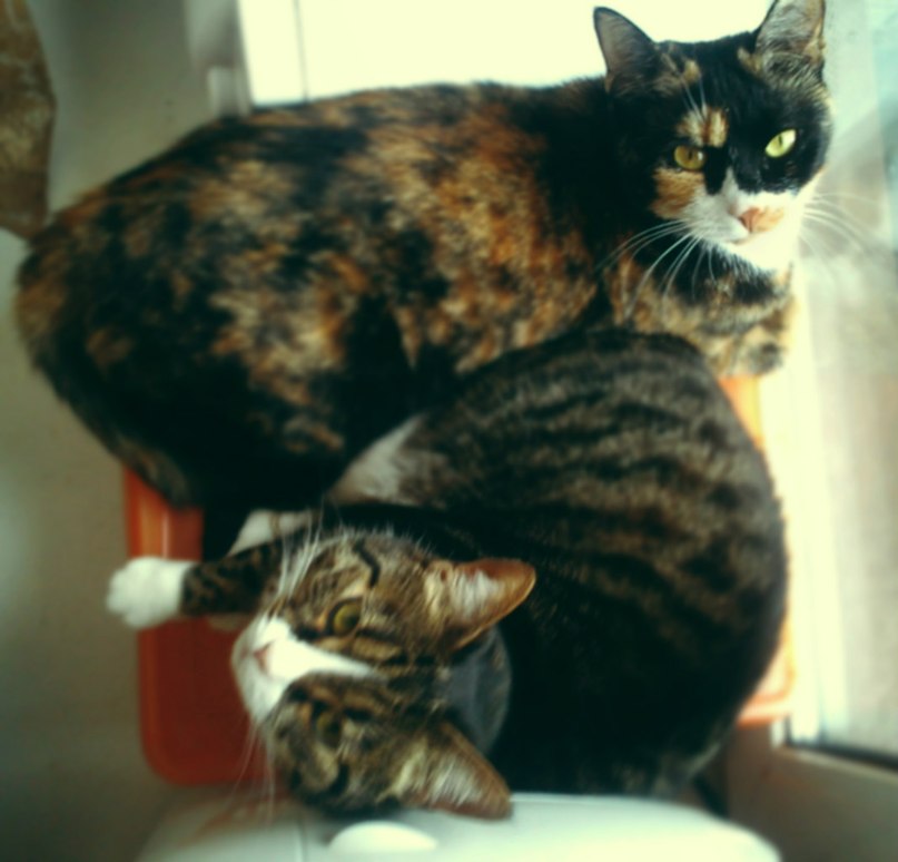 Валентина Хоружая | Санкт-Петербург