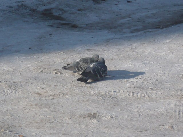 Мария Мозурене | Сыктывкар