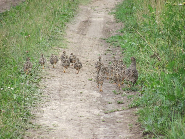 Сергей Галенчик | Витебск