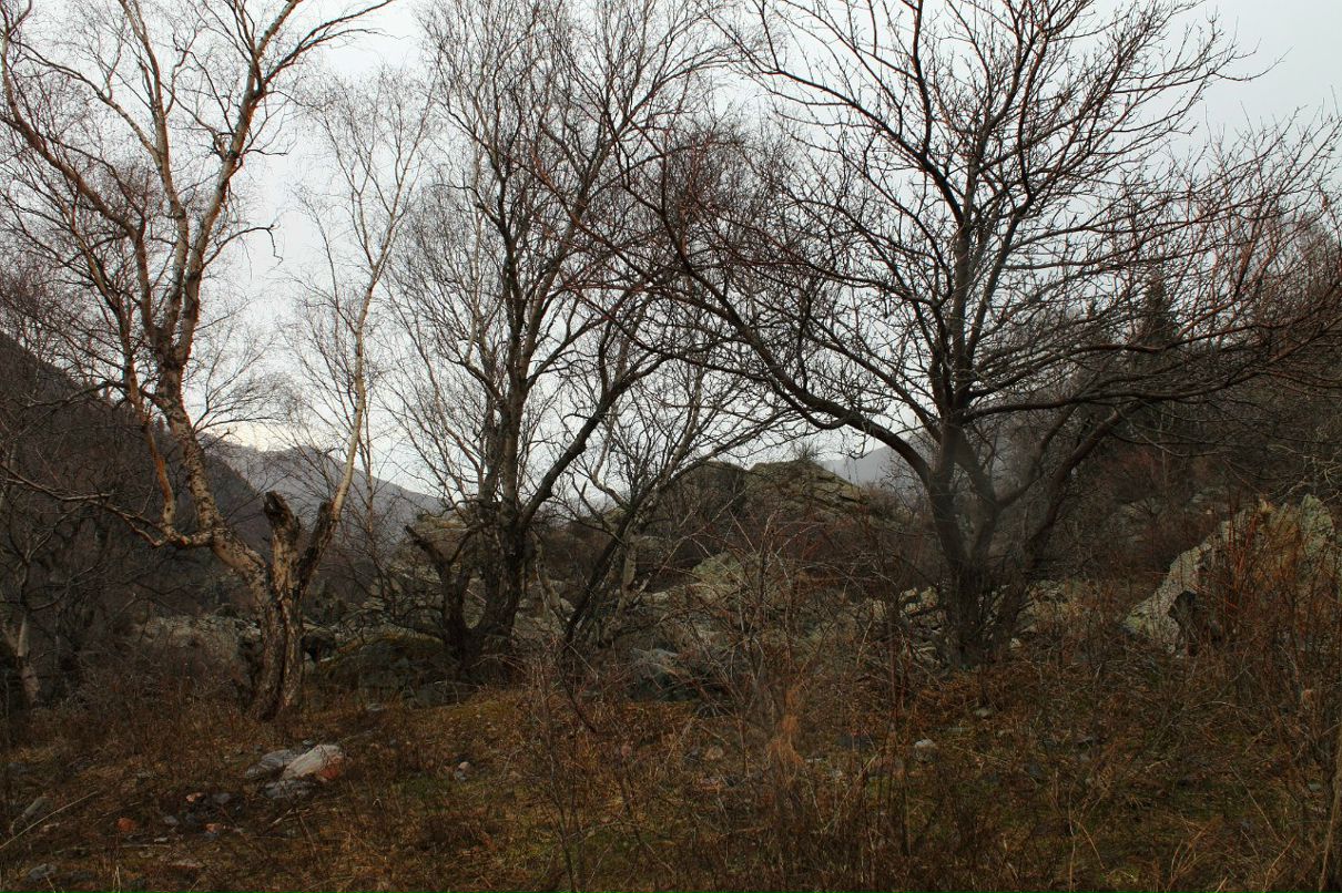 Николай Шмидт Михалыч | Алматы