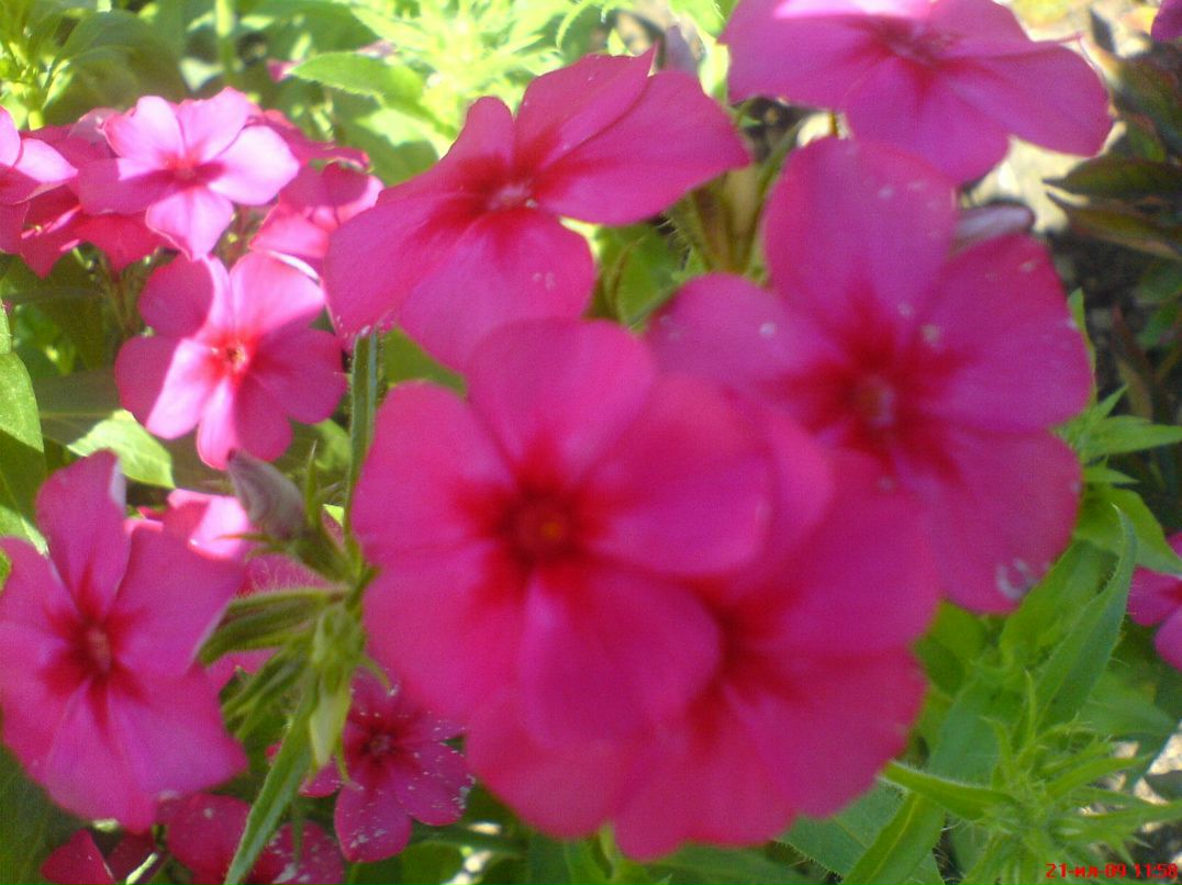 Димасик Педулло | Москва