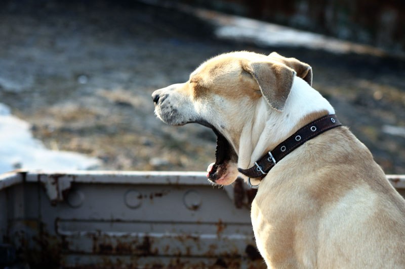 Сергей Богомолов mélange | Днепр (Днепропетровск)