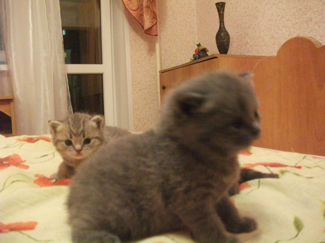 Александр Дундин | Старый Оскол