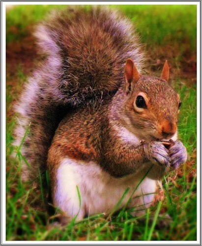 Владимр Бобровский | Киров (хутор)