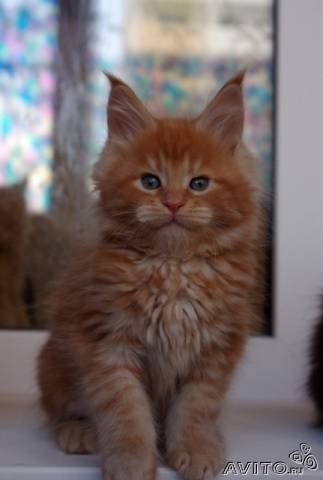 Анатолий Соломаткин Олегович | Санкт-Петербург