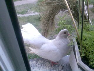 Раиса Билецкая | Киев