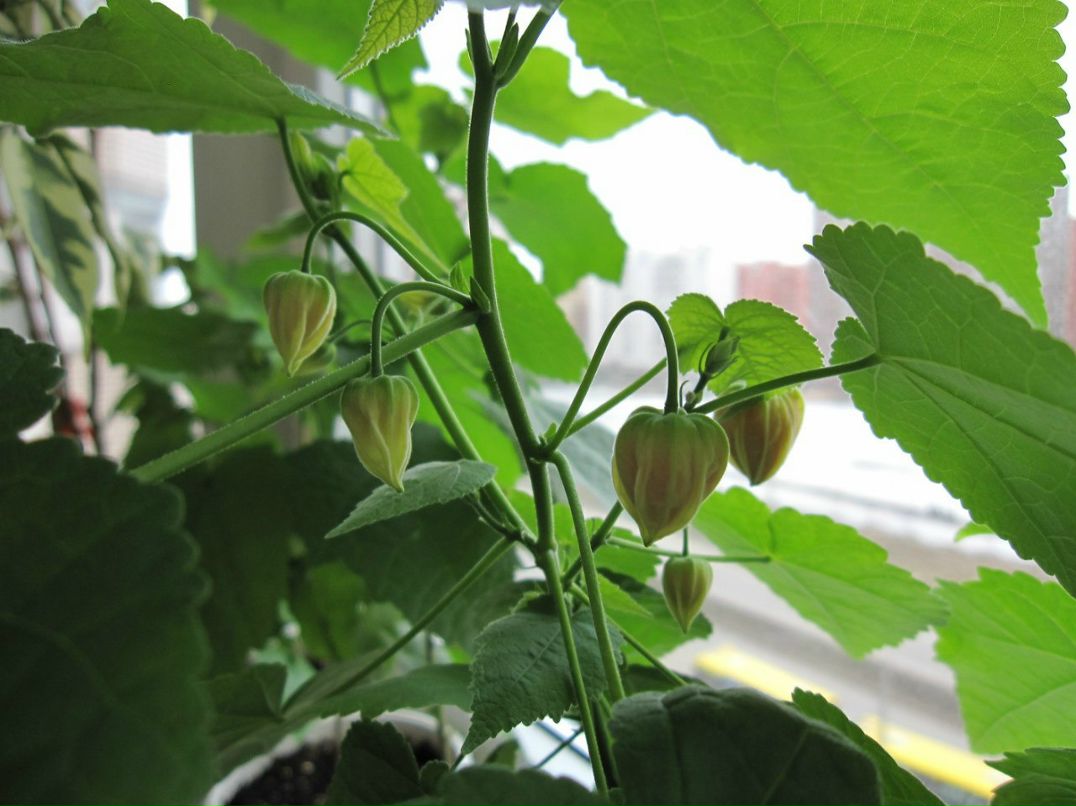 Светлана Серб | Санкт-Петербург