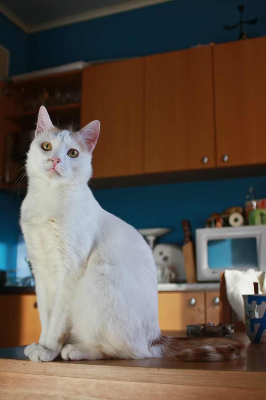 Thenki Whitemoon | Санкт-Петербург