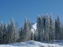 Фотография Светлана Шуваракова