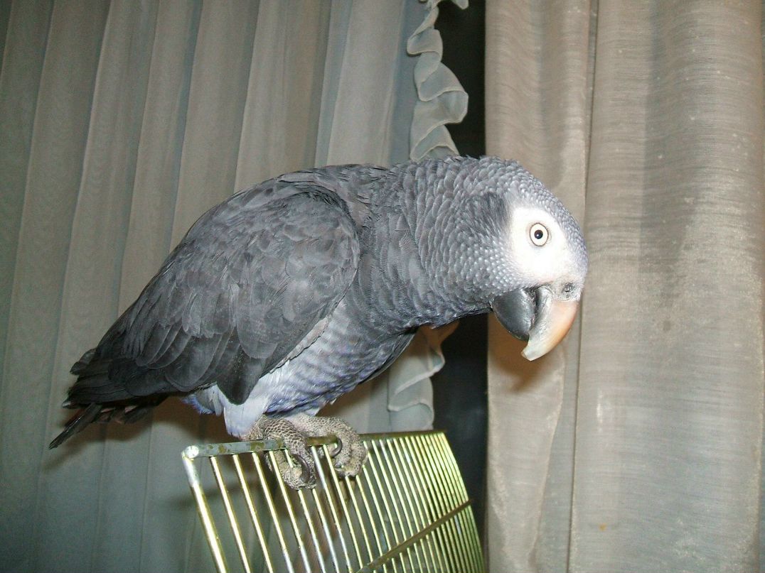 Антон Питунов | Киев