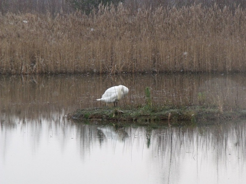 Дарья Сурова Вреднулька | Псков