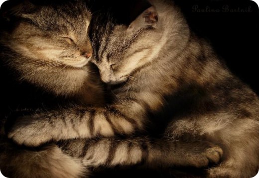 Юлия Мерзлякова | 