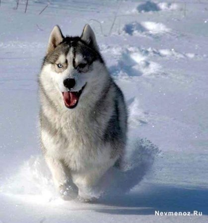 Дмитрий Сафронов | Новочебоксарск