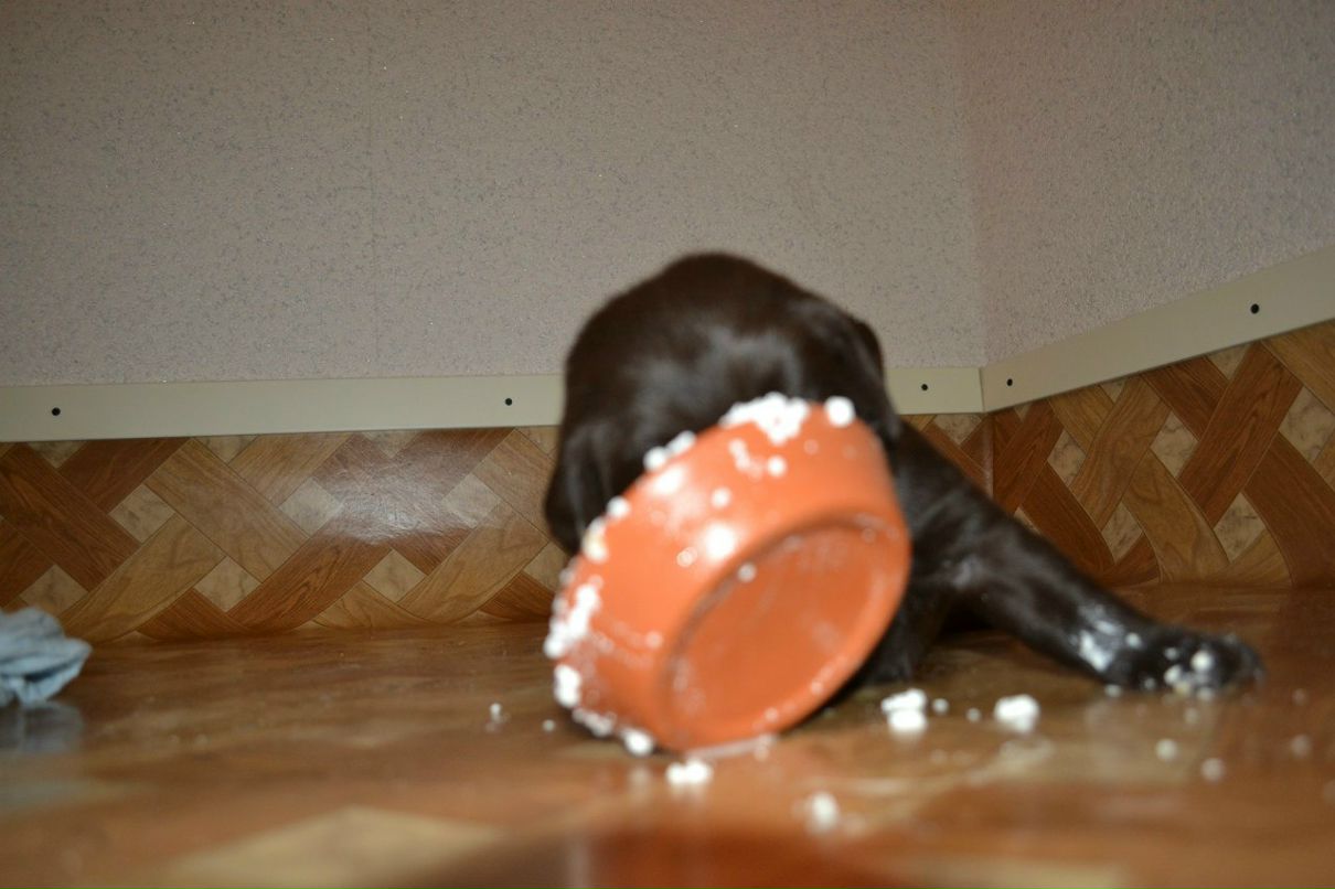 Екатерина Пируева | 