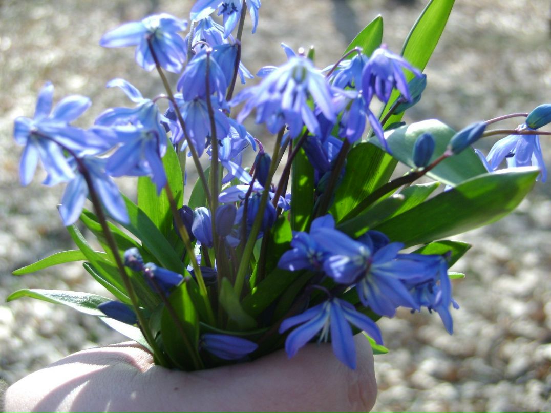 Ольга Рыспаева | Борисоглебск