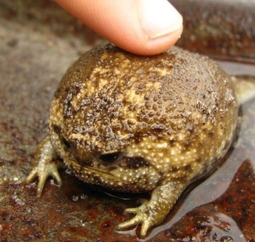 Кракарыч Нюша, Россия, Москва