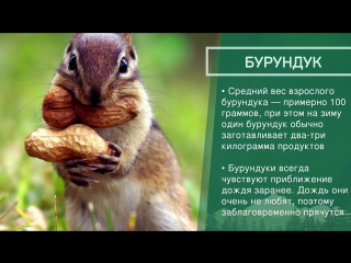 Доброе утро картинки с белочкой