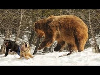 9 Wilde Tiere, die Menschen das Leben retteten!