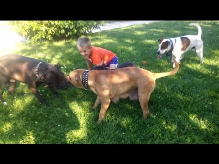 Perritos