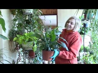 Спатифиллум после обработки чесночной водой.