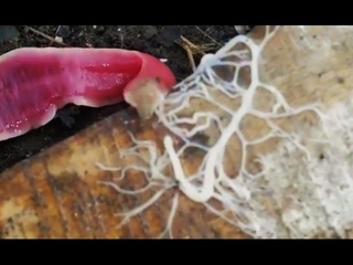 ALIEN-LIKE WORM SHOOTS GOOEY WEB