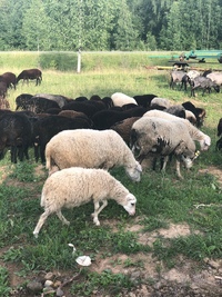 Золотой Телёнок - ферма в деревне Поджигородово