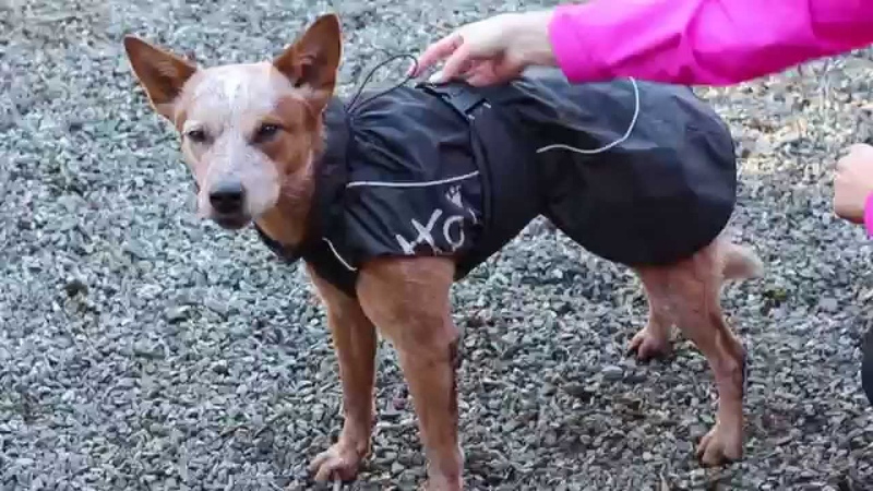 Hurtta Raincoat