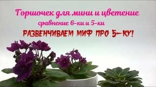 Объем горшочка и цветение минифиалки. Сравнение
