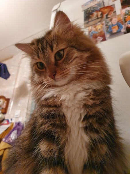 Моя кошка. Европейский короткошерстный кот рыжий. Обычная кошка. Фотку мою кошку. Фотку мою кошку.