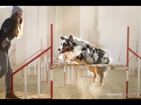 Agility training australian shepherd
