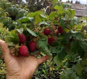 Клубника маравилла. Малина маравилла. Малина красная "маравилла" (maravilla). Маравилла малина саженцы. Малина ремонтантная маравилла.