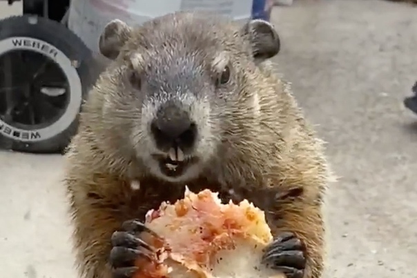 Мармот животное. Спящий сурок. Сурок кушает. Сурок ест перед камерой. Сурок ест.