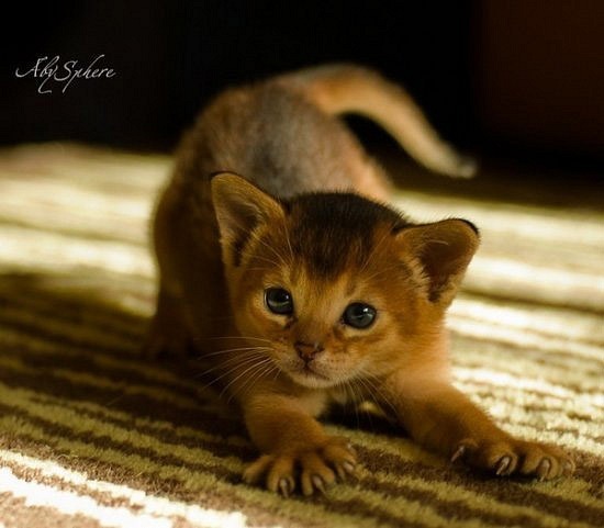 №10, Dr Khan №10, Dr Khan