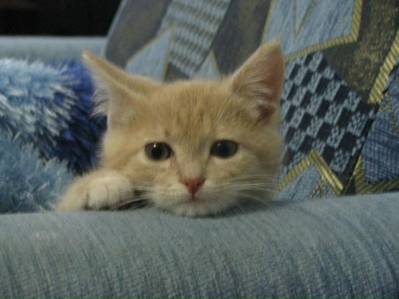 №5, Виктор Бибин, Онега №5, Виктор Бибин, Онега