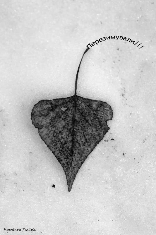 Анна Стельмах | 