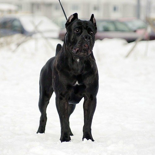 Владимир Кузнецов | 