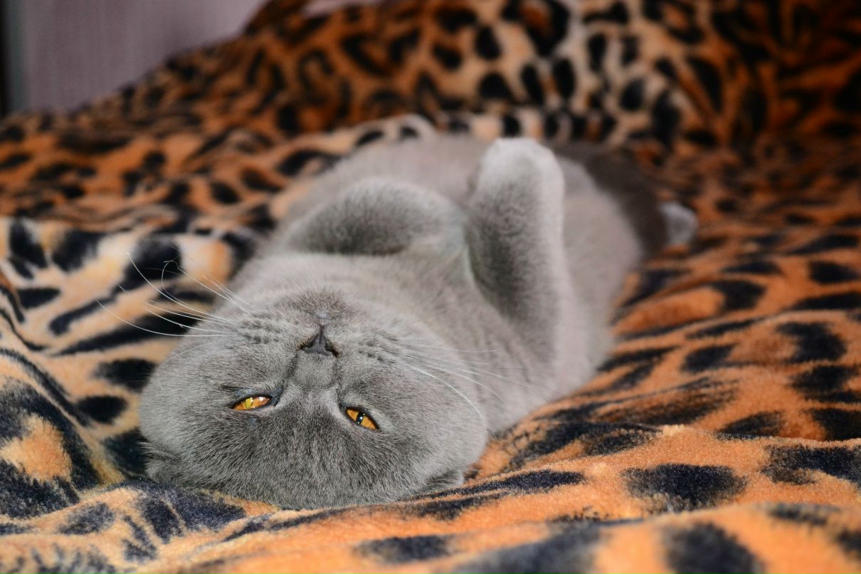 Оленька Коновалова | Киев