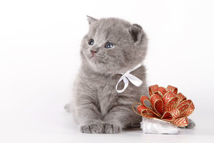 Анастасия Калинина | Санкт-Петербург