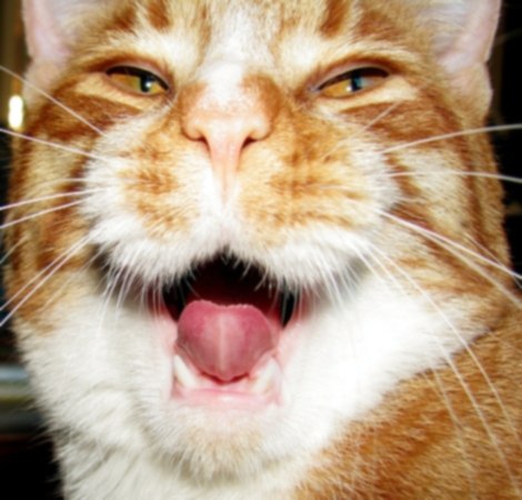 Екатерина Механькина | Новокузнецк