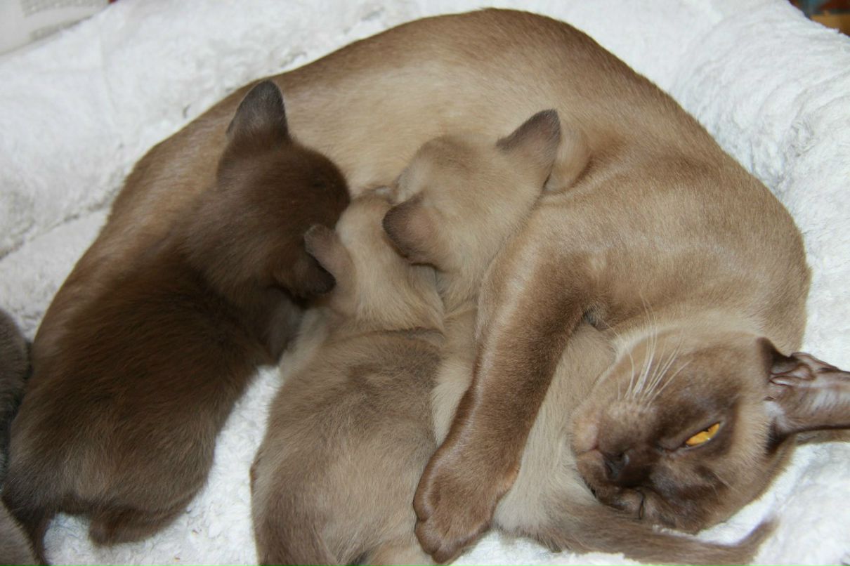 Наталья Лукашова(Алексеева) | Санкт-Петербург